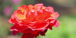 花园里的一朵红玫瑰，4k慢镜头，60fps