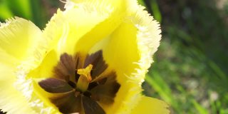 在一个美丽的春天的一天，在花园里的一个黄色郁金香的特写镜头。