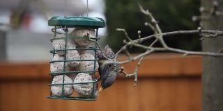 在英国家庭花园的一棵苹果树上挂着金属喂鸟器，欧椋鸟正在吃板油球