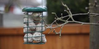 在英国家庭花园的一棵苹果树上，蓝山雀在金属喂鸟器上吃板油球