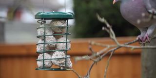 在英国家庭花园里，鸽子在挂在苹果树上的金属喂鸟器上吃板油球