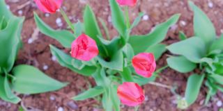 在一个美丽的春天的一天，红色郁金香在一个花园俯视图的特写镜头。