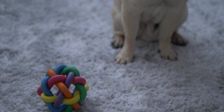 可爱的哈巴狗和他的玩具4k