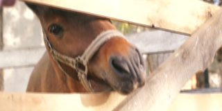 一个漂亮的棕色马透过栅栏窥视的特写。马的鼻孔很大。马农场。围场中的马。有选择性的重点。