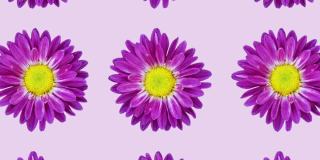 紫罗兰菊在粉红色的背景动画图案。最小的花卉无缝循环概念动画