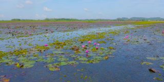 鸟瞰图粉色荷花在池塘，海或湖在泰利诺伊国家公园，宋卡，泰国。