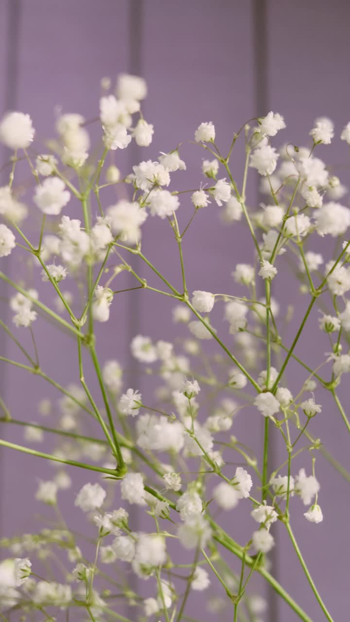 白色的小花的gypsophila特写在一个光的背景。