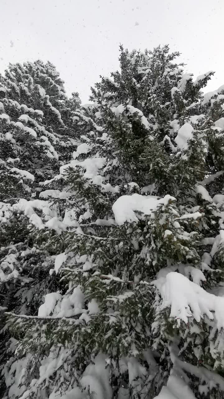 冬天的风景。山上的松树被厚厚的白雪覆盖的特写镜头。下雪。观点，环顾四周。