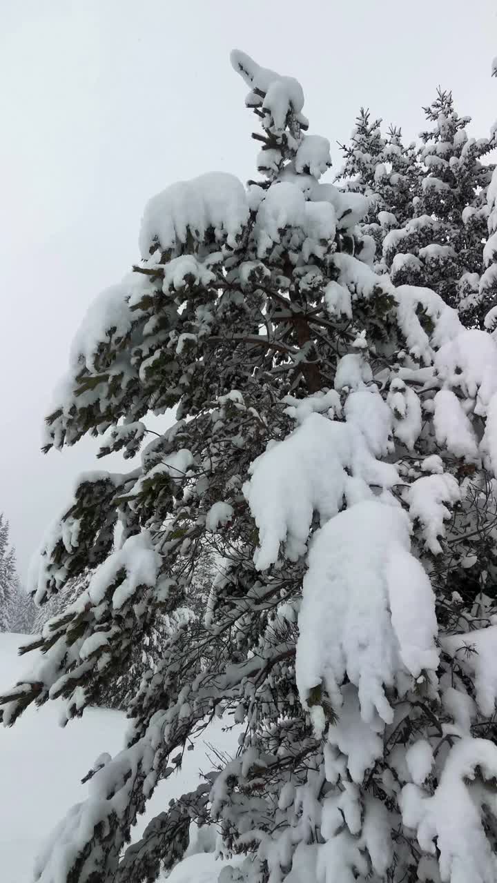 冬天的风景。山上的松树被厚厚的白雪覆盖的特写镜头。下雪。观点，环顾四周。