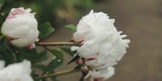 白色的牡丹花雨后带着露珠，美丽的花在公园里。花盛开的牡丹。