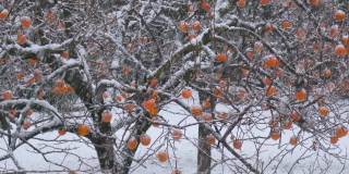 鸟群椋鸟冬季雪卡基树