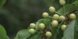 未成熟的甜樱桃浆果在树枝上特写。春天，甜樱桃的绿色浆果挂在树枝上。果园里未成熟的樱桃。