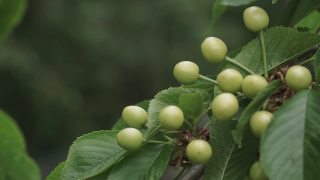 未成熟的甜樱桃浆果在树枝上特写。春天，甜樱桃的绿色浆果挂在树枝上。果园里未成熟的樱桃。视频素材模板下载