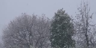 鸟群八哥冬雪树