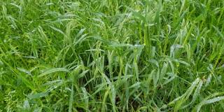 清新的绿草作为背景。草在微风中摇曳。草叶上的露珠清晰可见。