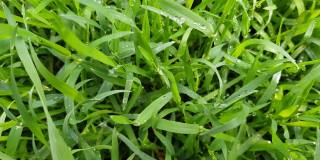 清新的绿草作为背景。草在微风中摇曳。草叶上的露珠清晰可见。
