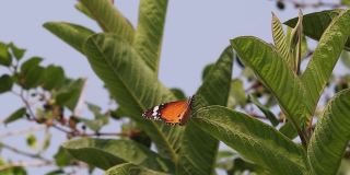 一只虎蝶坐在花园里番石榴树的绿叶上
