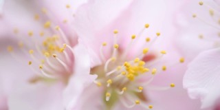 这是春季一棵杏树粉红色花朵的特写