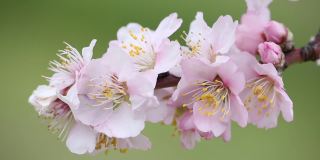 粉红色的杏树花在春天在风-绿色的背景移动