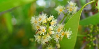 意大利蜜蜂(Apis mellifera)栖息在佳蒙(Jamun)或梅花(Syzygium cumini)植物上的片段。蜜蜂在贾蒙花上点头。