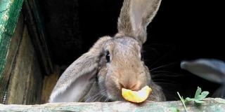 一只灰色的兔子在一个敞开的木笼子里吃着一片卷心菜的绿叶。畜牧业的概念