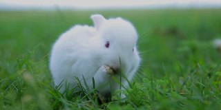 小白兔在绿色的草地上，小白兔，小白兔