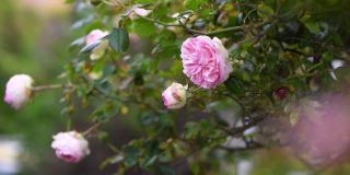 大卫·奥斯汀美丽的英国玫瑰。夏天在花园。