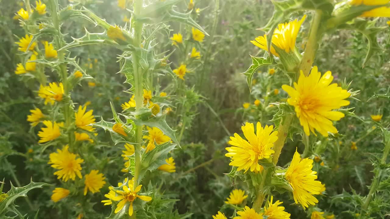有刺的黄色花在刮风时会闭合