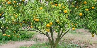 在橘子种植园里，橙枝上长满了绿叶。成熟和新鲜的橘子挂在枝头，橘子园。