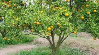 在橘子种植园里，橙枝上长满了绿叶。成熟和新鲜的橘子挂在枝头，橘子园。视频素材模板下载