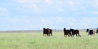 在犹他州春天的一天，马在野外奔跑的后视图