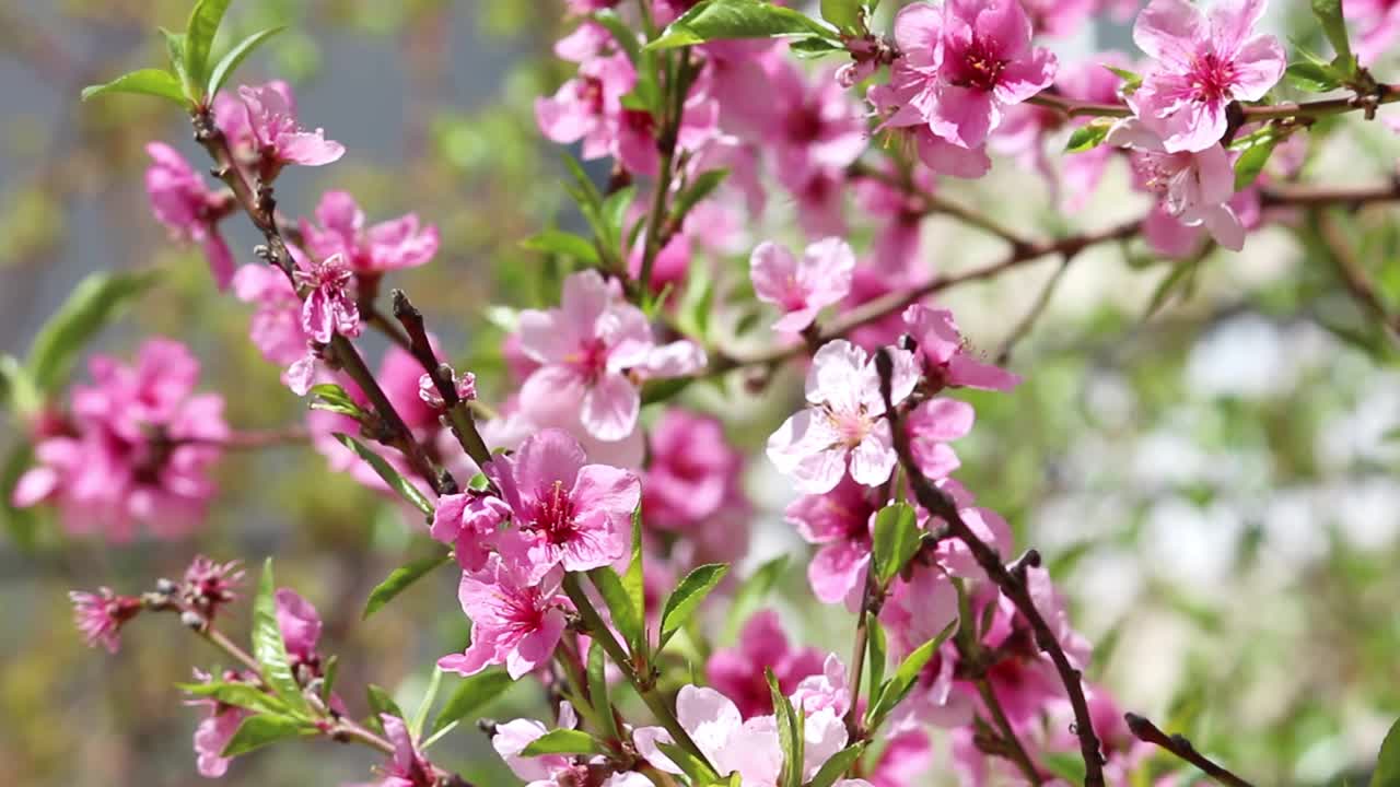 桃色或樱桃色的粉红色小枝。花园里开花的树。春天的背景。