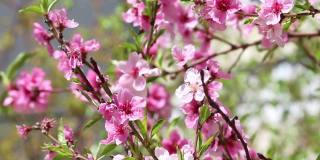 桃色或樱桃色的粉红色小枝。花园里开花的树。春天的背景。