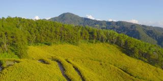 鸟瞰图万寿菊或黄花在国家花园公园和山在Mae Hong Son，泰国。旅游度假中的自然景观。Doi Mae U Kho的Thung Bua Tong。