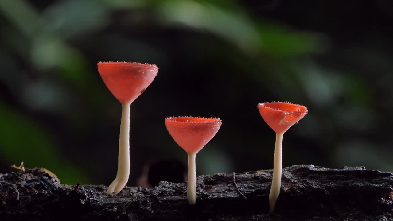木材上的红蘑菇