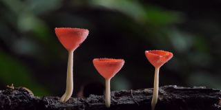 木材上的红蘑菇