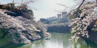 千鸟渊的樱花拍摄于2021年3月23日