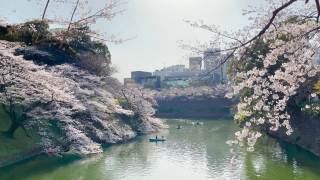 千鸟渊的樱花拍摄于2021年3月23日视频素材模板下载