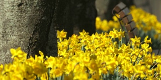 公园里一条长凳和盛开的黄色水仙花