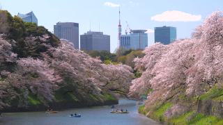日本东京千鸟渊公园，樱花花瓣飘落视频素材模板下载