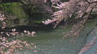 日本东京千鸟渊公园，樱花花瓣飘落视频素材模板下载