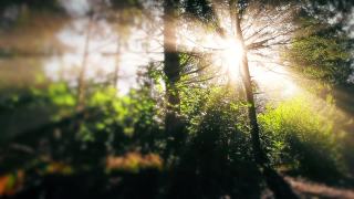 森林里的早晨。阳光穿过树木视频素材模板下载