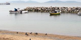 伊斯坦布尔苏阿迪耶海滩上，乌鸦在寻找食物
