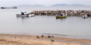 伊斯坦布尔苏阿迪耶海滩上，乌鸦在沙滩上搜寻食物