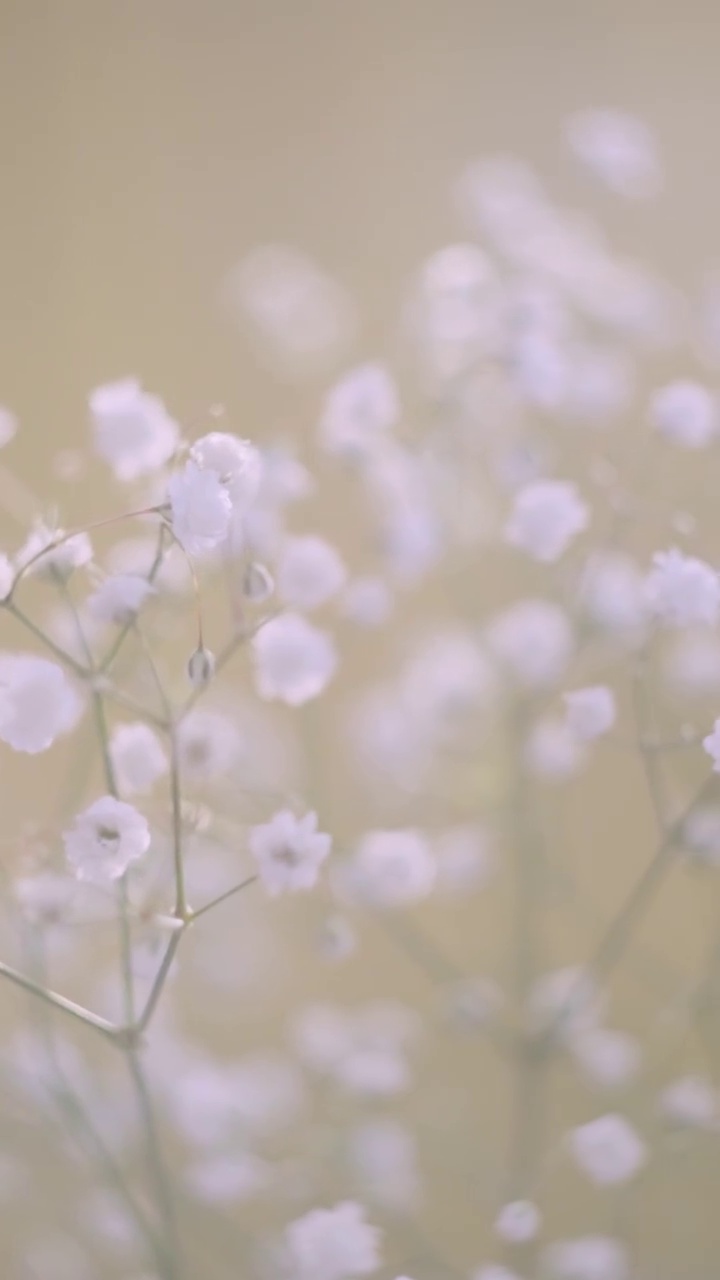 白色的小花的gypsophila特写在一个光的背景。