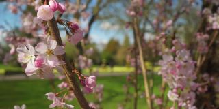 2021年，伯明翰佳能山公园的樱花盛开。