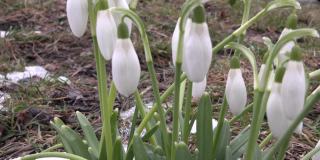 白色的雪花莲花在春天的花园里