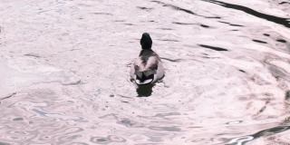 德雷克的特写。雄性绿头鸭潜入水中，用喙在池塘里清洗羽毛。他仰起头，用翅膀摩擦嘴部，用4k慢镜头在湖里游泳
