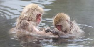 野生猴子在温泉里互相忧郁。