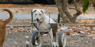 残疾狗在轮椅或推车在公园散步。